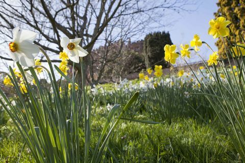 Narcissi i hagen på Powis Castle, Powys, Wales, om våren. © National Trust Images Mark Bolton