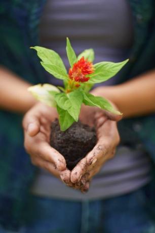 Grønn og rød plante i hendene på en gartner