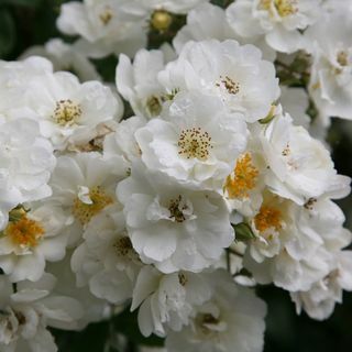 Rose Rambling Rector (vandrer)