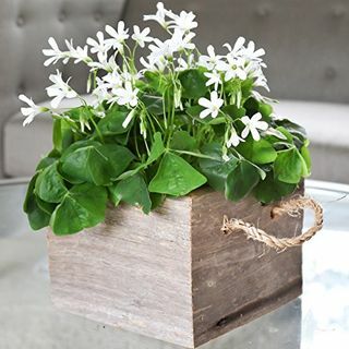 Shamrock in a Wood Container