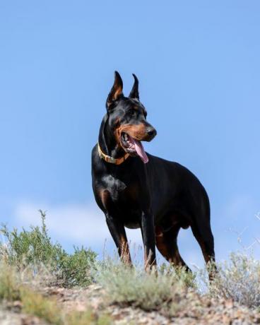 lav vinkel visning av doberman stående på bakken mot klar himmel