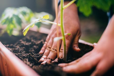 Kvinne som planter en tomatplante