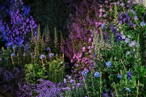 Chelsea Flower Show 2020: Datoer, billetter og forhåndsvisninger av hagen