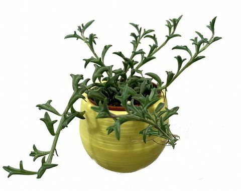 Dolphin Plant i 3 "Pot