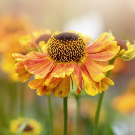 vakker sommerblomstring, oransje heleniumblomster også kjent som vanlig nyser, falsk solsikke, Helens blomst, gul stjerne