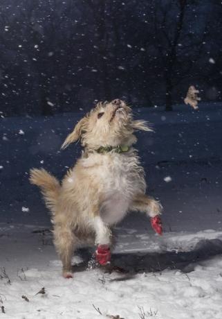 Jeg elsker hunder fordi vinner ved Årets Hundefotograf