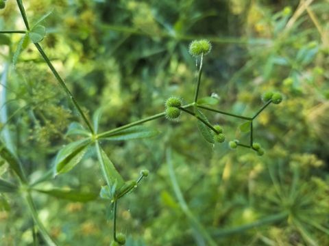 klyvere, klør eller bedstraw