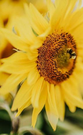 vakkert solsikkefelt i Storbritannia arbeider bie som samler pollen