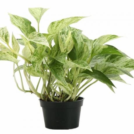 'Marble Queen' Pothos