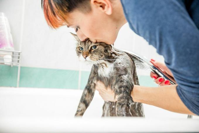 voksen kvinne som vasker sibirsk katt i badekaret, løfter opp forenden fra under armene og kysser hodet hans mens hun jobber