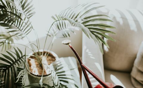 Red Watering Can