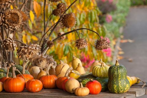 høstet gresskar og squash i frukt- og grønnsakshagen om høsten på rhs garden rosemoor