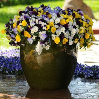 Pansy Cool Wave - Easyplanter for terrassepotter