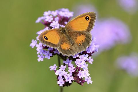 Gatekeeper sommerfugl