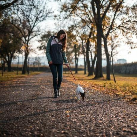 ung kvinne som går med jack rusell terrier i offentlig park ved solnedgang