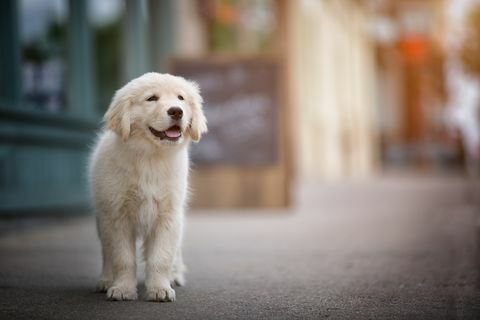 5 beste hunderaser hvis du allerede har kjæledyr, ifølge Kennel Club