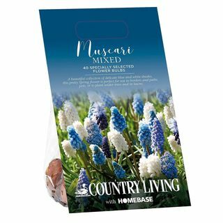 Country Living Muscari Blandede blomsterløker