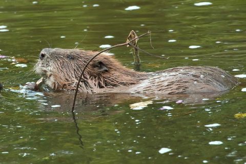 Bever svømmer utenfor