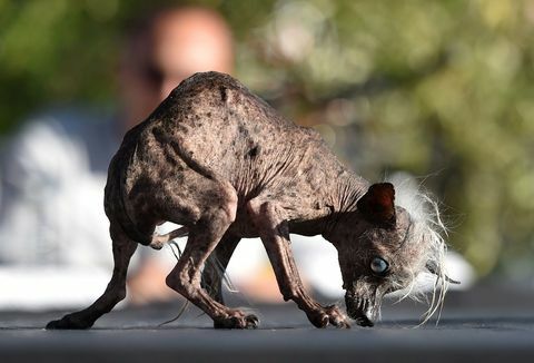 Sweepee Rambo, løper i verdens styggeste hundekonkurranse