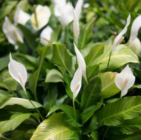 område med blomstrende spath blomster hvit fred lilje spathiphyllum blomster med lange pistiller selektiv fokus naturlig bakgrunn