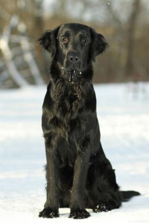 flatbelagt retriever