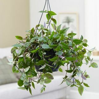 beste innendørs hengende planter: Tradescantia