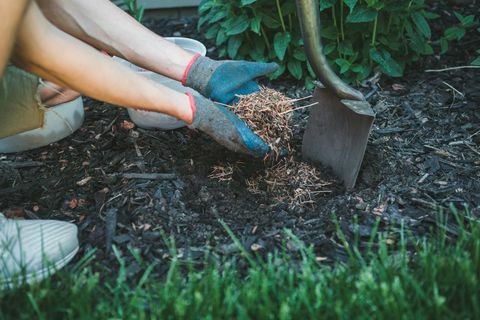 mann fyller et hull med furu nål mulch klar til å plante en ny plante i hagen sin