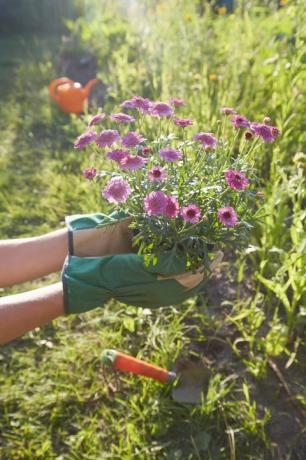 kvinne som holder blomster for å plante i hagen