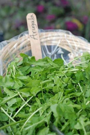 fersk arugula til salgs på bondens marked