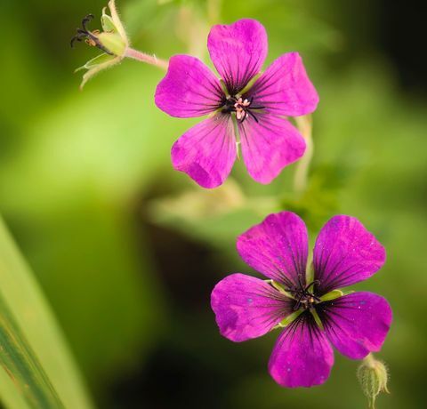 rosa geranium