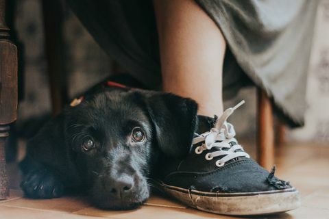 Årets hundefotograf