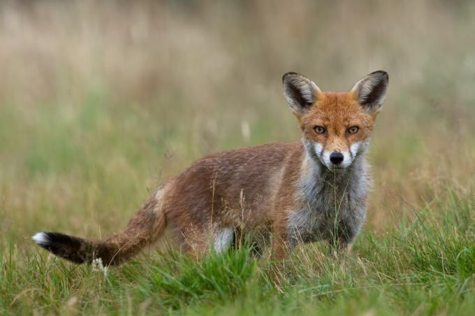 Red Fox (Vulpes vulpes)