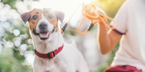 glad glad og leken jack russell hund slapper av og hviler på gresshagen i parken utendørs og ute på sommerferien