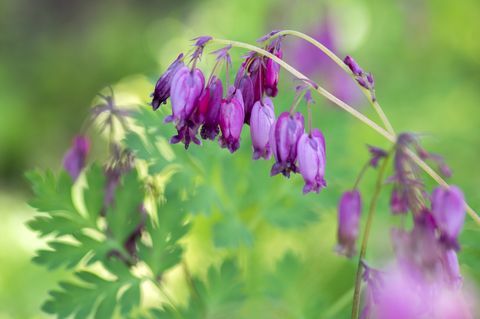 dicentra eximia vakre vårblomster i blomst, dekorativ rosa lilla blomstrende plante