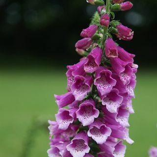 Digitalis purpurea 'Dalmatian Purple' (Dalmatian Series)