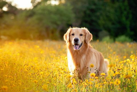 golden retriever i marken med gule blomster