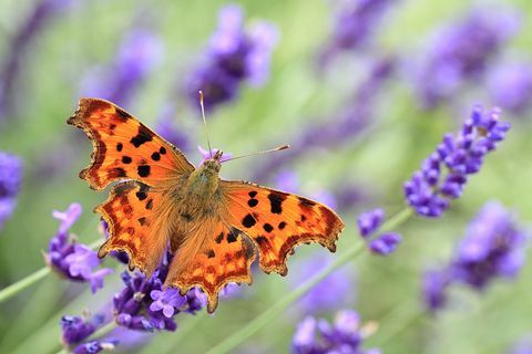 komma sommerfugl på engelsk lavendel