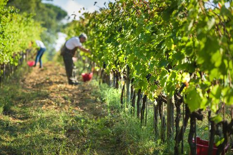 Toscana vingårder