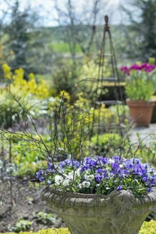 En planter full av stemorsblomster