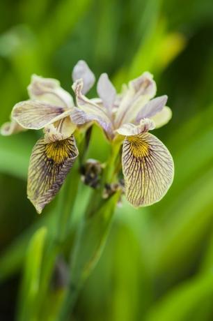 iris blomsterplante