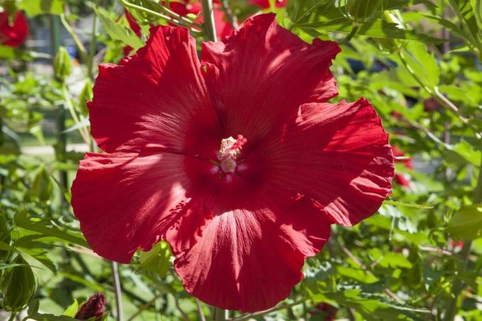 hvordan dyrke hardfør hibiskus