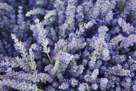 Purple Lavender Flower Herb and Spice bakgrunnsstruktur