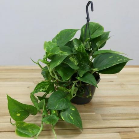 innendørs hengende planter: Epipremnum aureum