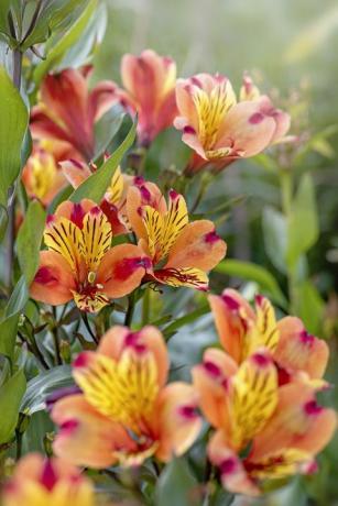 alstroemeria peruansk lilje