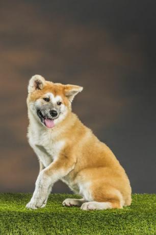 akita hund