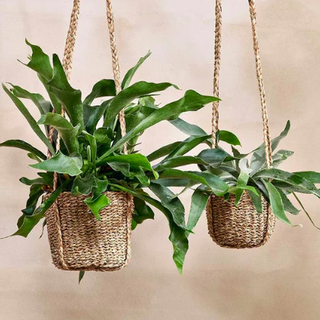 Sangdi Seagrass Hengende Planter