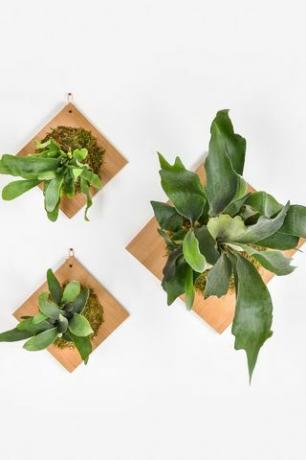 Egendefinert Staghorn Fern Plaque