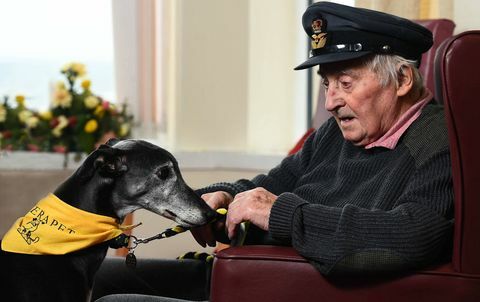 Assistance Dogs vinner av Årets Hundefotograf