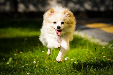 hvit pomeranian hund kjører på feltet