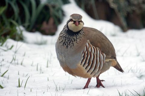 Partridge